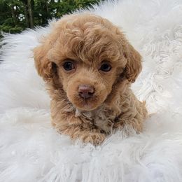 Alvin - Red  male Poodle puppy in Montrose, Pennsylvania from Tales Of Joy