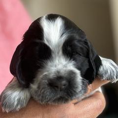 Girl 2 - female English Cocker Spaniel puppy in Pembroke Pines, Florida from Bellaluna English Cockers