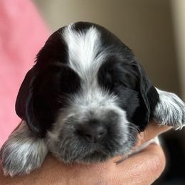 Girl 2 - female English Cocker Spaniel puppy in Pembroke Pines, Florida from Bellaluna English Cockers