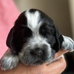 Girl 2 - female English Cocker Spaniel puppy in Pembroke Pines, Florida from Bellaluna English Cockers