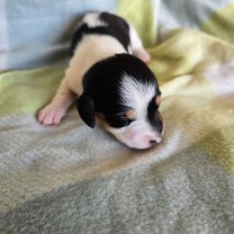 Piebald - Piebald female Dachshund puppy in Great Falls, Montana from Green Dragon Kennel