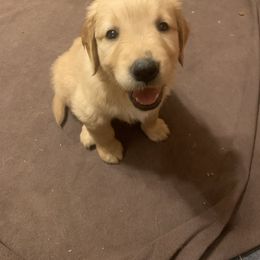 Golden Retriever Puppies from 3 Gun Retrievers