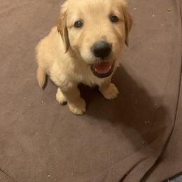 Golden Retriever Puppies from 3 Gun Retrievers