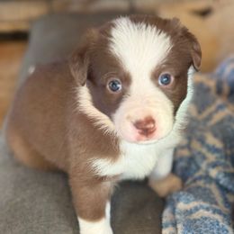 Freya - White and red female Border Collie puppy in North Lakeport, California from Wild Rose Ranch