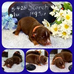 Scorch - Red tri-color male Australian Shepherd puppy in Levelland, Texas from Once Upon a Time Aussies