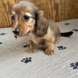 Cici- Chrissy - Red female Dachshund puppy in Wolf Lake, Indiana from Canisteo Dachshunds
