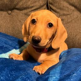 Red Boy - Red male Dachshund puppy in Buckeye, Arizona from AZ Dachshund Proud
