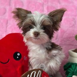 Chihuahuas and Yorkshire Terriers from Fiesta Pups