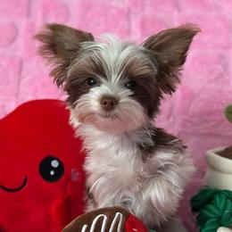 Chihuahuas and Yorkshire Terriers from Fiesta Pups