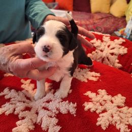 Tibetan Terrier Puppies from Arkeden Tibetan Terriers