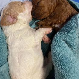 Poodle Puppies from Alpenglow Poodles