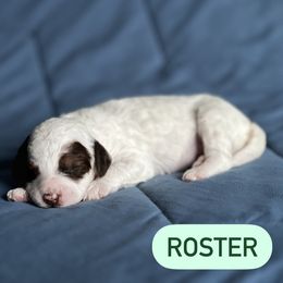 Aussiedoodle Puppies from JK Mini Doodles