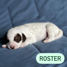 Aussiedoodle Puppies from JK Mini Doodles