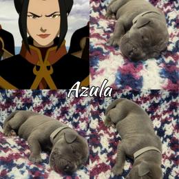 Azula - Blue female Great Dane puppy in Pollock, Louisiana from Danes Done Right