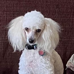 Poodles from Lynette's Toy Poodles