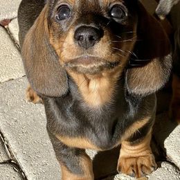 Dachshunds from Nicole's Dachshunds