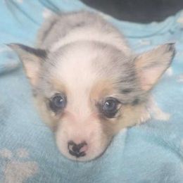 Flicka - Blue merle and white female American Corgi puppy in Checotah, Oklahoma from Skoal Creek Corgi's