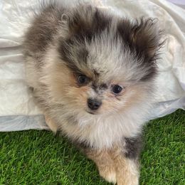 Pomeranian Puppies from Summer Set Pomeranians