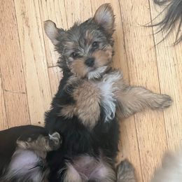 Fantasia - Black and tan female Yorkshire Terrier puppy in Beavercreek, Ohio from The Yorkie Den, LLC