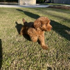 Whoodle All Grown Up from Perri’s Whoodles