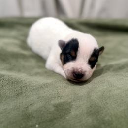 Starscream - Blue male Australian Cattle Dog puppy in Rosharon, Texas from 4Surge Cattle Dogs