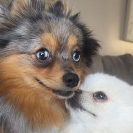 Pomeranian All Grown Up from Laura Velli