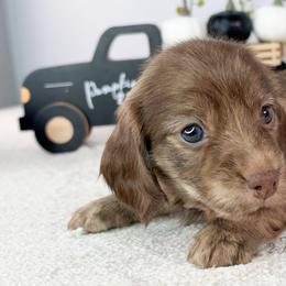 Aspen - Brindle female Dachshund puppy in New Braunfels, Texas from 2 Knights Doxies