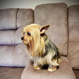 Sofi - Yorkshire Terrier