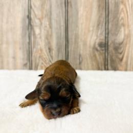 Sally - Sable female Cavapoo puppy in Wamego, Kansas from Doodles of Oz