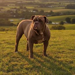 Arpia - Chocolate tri-color female Bulldog puppy in Washington from Sun City Campeiro Bulldogs