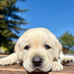 Boy 4 - Yellow male Labrador Retriever puppy in Santa Rosa, California from Legendary Labs of California