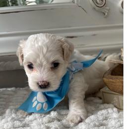 Obi - White male Coton de Tulear puppy in Freeport, Texas from H❤️PE COTONS