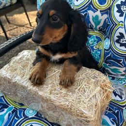 Hagrid - Black and tan male Dachshund puppy in San Antonio, Texas from Sunshine Sandra & Sweet Sausages