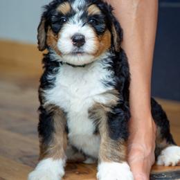 Bernedoodles from Stillwater Bernedoodles