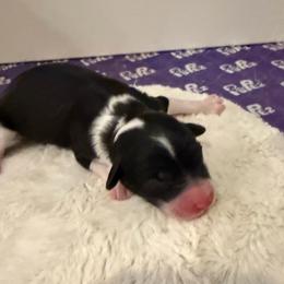 Girl 3 - Black and white female Aussiedoodle puppy in Martin County, Florida from Biggie Ranch
