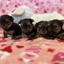Yorkshire Terrier Puppies from Galaxy Kennel