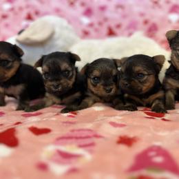 Yorkshire Terrier Puppies from Galaxy Kennel
