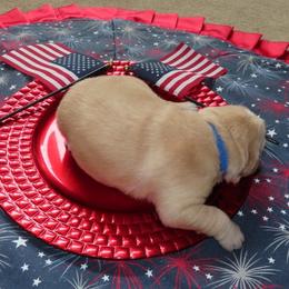 Mr Patriotic - Light golden male Golden Retriever puppy in Cabot, Vermont from McClure's Countryside Enterprises