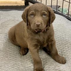 Chesapeake Bay Retrievers from Mason’s Chesapeake