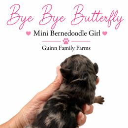 Bye Bye Butterfly - Merle female Bernedoodle puppy in Grove, Oklahoma from Guinn Family Farms