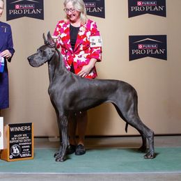 Carly - Great Dane