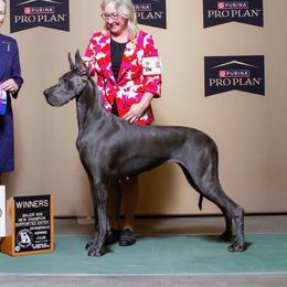 Carly - Great Dane