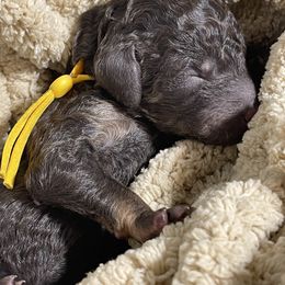 Poodle Puppies from Ladybug Poodles