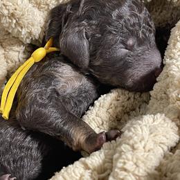 Poodle Puppies from Ladybug Poodles
