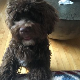 Havanese Puppies from HavToHavaHavi