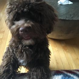 Havanese Puppies from HavToHavaHavi