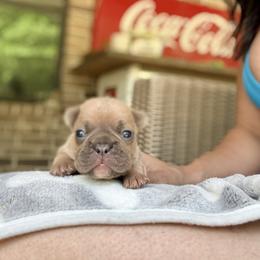 Dakota - Blue fawn female French Bulldog puppy in Conroe, Texas from The Frenchie Farm