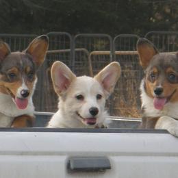 American Corgi and Pembroke Welsh Corgi Puppies from Nightstreak Corgis