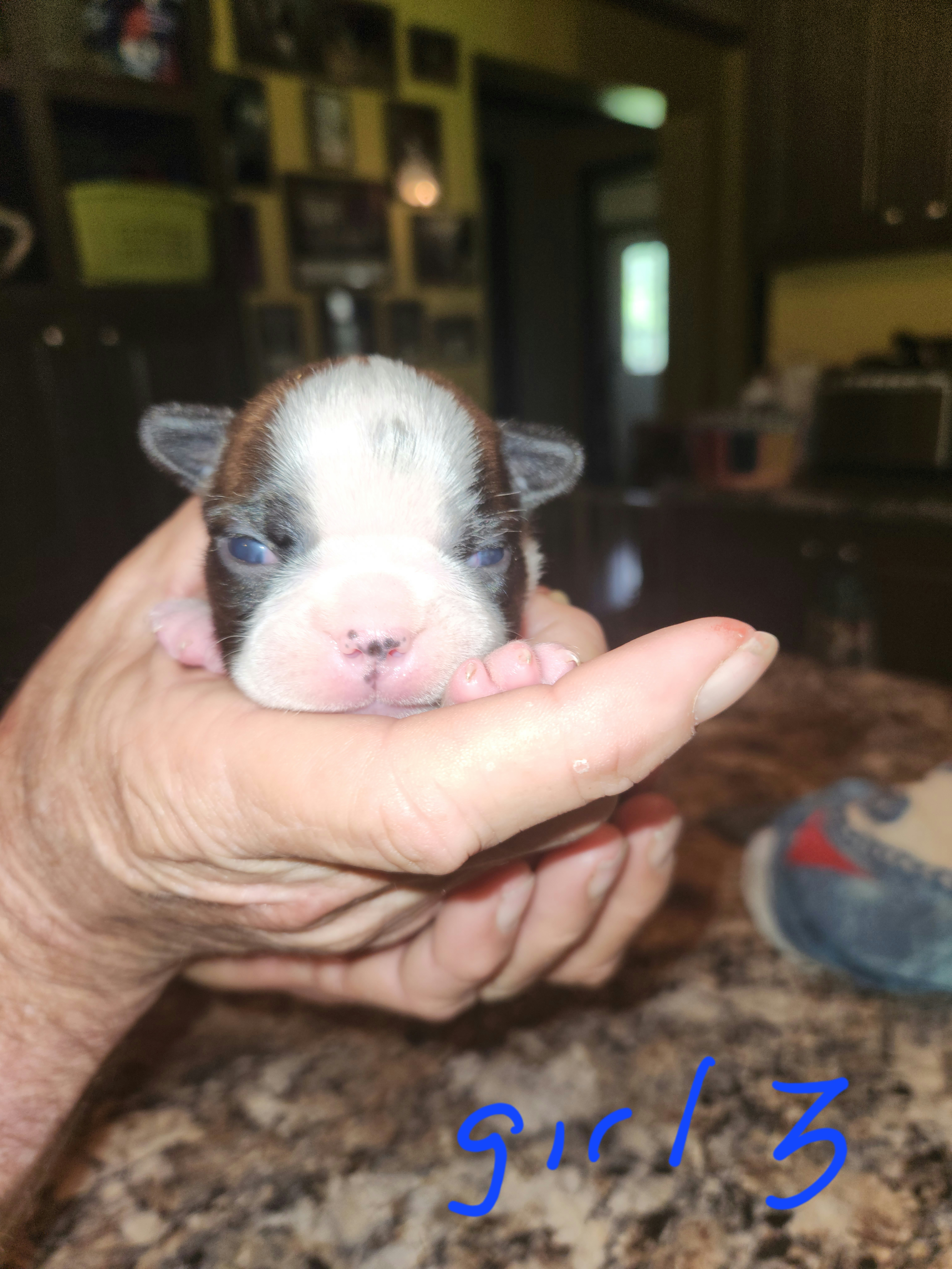 Boston Terriers from Vicki's Boston Terriers