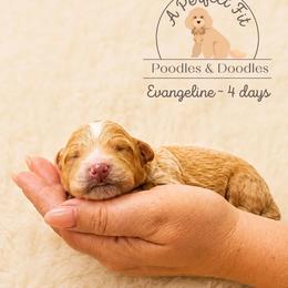 Evangeline - Apricot female Goldendoodle puppy in Lake Charles, Louisiana from Perfect Fit Poodles & Doodles